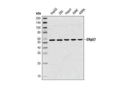 Western blot analysis of extracts from various cell types using ERp57 (G117) Antibody.