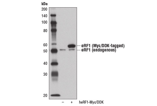 Western blot analysis of extracts from 293T cells, mock transfected (-) or transfected with a construct expressing Myc/DDK-tagged full-length human eRF1 protein (heRF1-Myc/DDK; +), using eRF1 Antibody.
