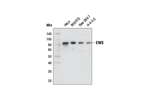 Western blot analysis of extracts from various cell lines using EWS Antibody.