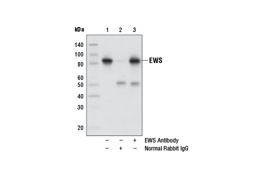 Immunoprecipitation of EWS from HeLa cell extracts using Normal Rabbit IgG #2729 (lane 2) or EWS Antibody (lane 3). Lane 1 is 10% input. Western blot analysis was performed using EWS Antibody.