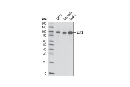 Western blot analysis of extracts from MCF7, Neuro-2a, and COS-7 cell lines using Ezh2 (D2C9) XP ® Rabbit mAb.