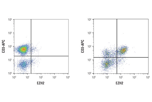 Flow cytometric analysis of human peripheral blood mononuclear cells untreated (left) and treated (right) with anti-human CD3 (10ug/ml, coated plates) and anti-human CD28 (5ug/ml) for 3 days at 37ºC using EZH2 (D2C9) XP® Rabbit mAb and co-stained with an anti-human CD3 antibody. Anti-rabbit IgG (H+L), F(ab')2 Fragment (Alexa Fluor 488 Conjugate) #4412 was used as a secondary antibody.