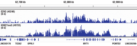 Chromatin immunoprecipitations were performed with cross-linked chromatin from 4 x 10 6 Hela cells and either 5 µl of Ezh2 (D2C9) XP ® Rabbit mAb or 10 µl of Tri-Methyl-Histone H3 (Lys27) (C36B11) Rabbit mAb, using SimpleChIP ® Enzymatic Chromatin IP Kit (Magnetic Beads) #9003. DNA Libraries were prepared from 5ng enriched ChIP DNA for EZH2 ChIP-seq and 50ng enriched ChIP DNA for H3K27me3 ChIP-seq using NEBNext ® Ultra™ II DNA Library Prep Kit for Illumina ® , and sequenced on the Illumina NextSeq. EZH2 and H3K27me3 are known to associate with each other on chromatin. The figure shows binding of both EZH2 and H3K27me3 across the MYT1 gene.