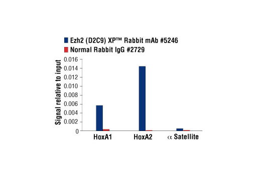 Chromatin immunoprecipitations were performed with cross-linked chromatin from 4 x 10 6 NCCIT cells and either 5 µl of Ezh2 (D2C9) XP ® Rabbit mAb or 2 µl of Normal Rabbit IgG #2729 using SimpleChIP ® Enzymatic Chromatin IP Kit (Magnetic Beads) #9003. The enriched DNA was quantified by real-time PCR using SimpleChIP ® Human HoxA1 Intron 1 Primers #7707, SimpleChIP ® Human HoxA2 Promoter Primers #5517, and SimpleChIP ® Human α Satellite Repeat Primers #4486. The amount of immunoprecipitated DNA in each sample is represented as signal relative to the total amount of input chromatin, which is equivalent to one.