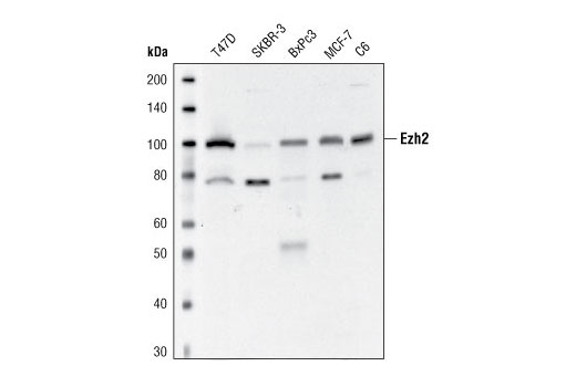 Western blot analysis of extracts from various cell lines using Ezh2 Antibody.