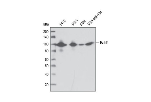 Western blot analysis of extracts from various cell lines using Ezh2 (AC22) Mouse mAb.