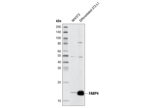 Western blot analysis of extracts from NIH/3T3 and differentiated 3T3-L1 cells using FABP4 (D25B3) XP ® Rabbit mAb.