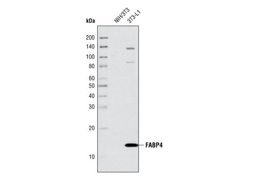 Western blot analysis of extracts from NIH/3T3 and 3T3-L1 cells using FABP4 Antibody.