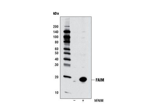 Western blot analysis of extracts from 293T cells, mock transfected (-) or transfected with human FAIM (+), using FAIM Antibody.