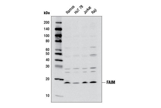 Western blot analysis of extracts from various cell lines using FAIM Antibody.