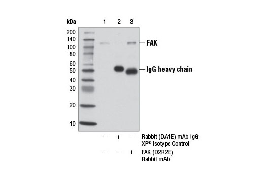 Immunoprecipitation of FAK from U-87 MG cell extracts using Rabbit (DA1E) mAb IgG XP ® Isotype Control #3900 (lane 2) or FAK (D2R2E) Rabbit mAb (lane 3). Lane 1 is 10% input. Western blot analysis was performed using FAK (D2R2E) Rabbit mAb.