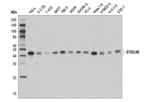 Western blot analysis of extracts from various cell lines using OTULIN Antibody.