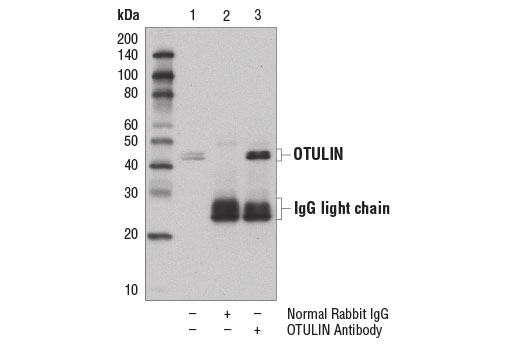 Immunoprecipitation of OTULIN from MCF7 cell extracts using Normal Rabbit IgG #2729 (lane 2) or OTULIN Antibody (lane 3). Lane 1 is 10% input. Western blot analysis was performed using OTULIN Antibody.
