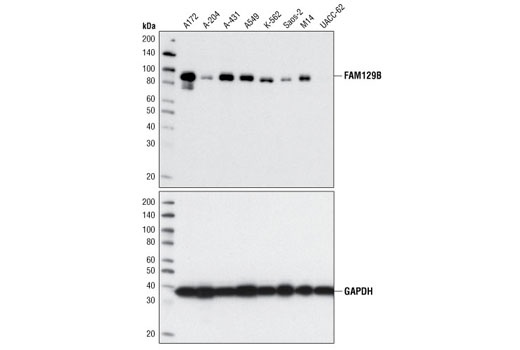 Western blot analysis of whole cell extracts from various cell lines using FAM129B Antibody (upper) or GAPDH (14C10) Rabbit mAb Antibody #2118 (lower).