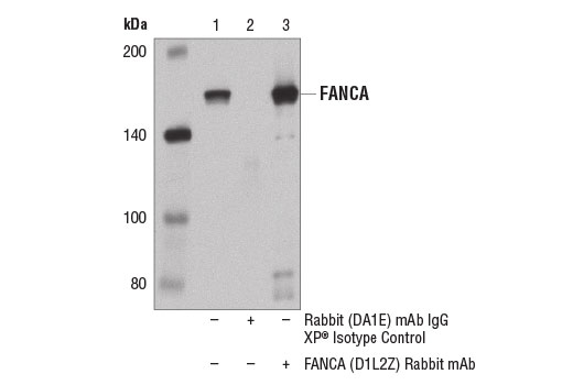 Immunoprecipitation of FANCA from 293T cell extracts using Rabbit (DA1E) mAb IgG XP ® Isotype Control #3900 (lane 2) or FANCA (D1L2Z) Rabbit mAb (lane 3). Lane 1 is 10% input. Western blot was performed using FANCA (D1L2Z) Rabbit mAb.