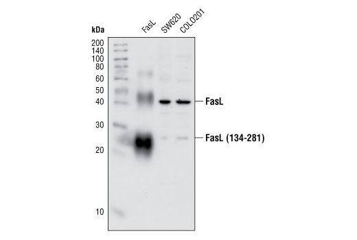 Western blot analysis of recombinant human FasL (amino acids 134-281, 5 ng) and extracts from SW620 and COLO201 cell lines, using FasL Antibody.