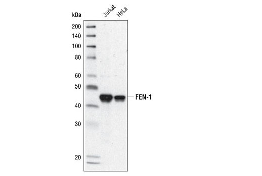 Western blot analysis of extracts from Jurkat and HeLa cells using FEN-1 Antibody.