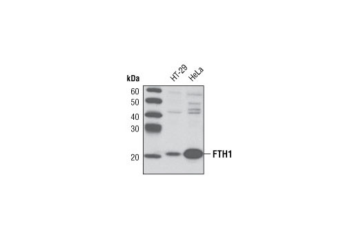 Western blot analysis of extracts from HT-29 and HeLa cells using FTH1 Antibody.