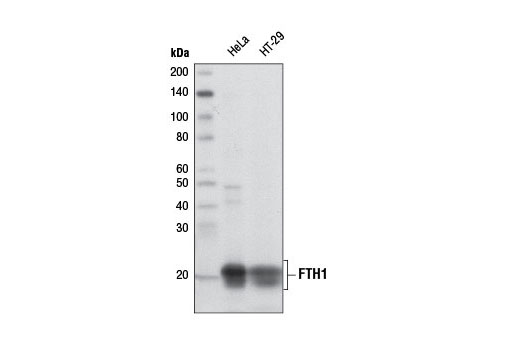 Western blot analysis of extracts from HeLa and HT-29 cells using FTH1 (D1D4) Rabbit mAb.