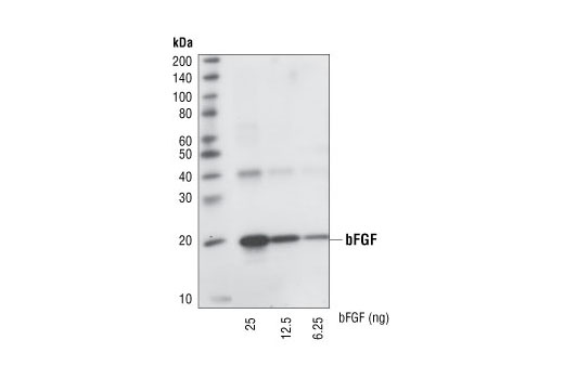 Western blot analysis of recombinant human basic FGF proteins at various concentrations, using Basic FGF (19A9) Rabbit mAb.