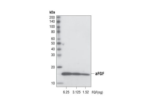Western blot analysis of recombinant human aFGF at various concentrations, using Acidic FGF (11H11) Rabbit mAb.