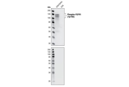 Western blot analysis of cell extracts from COS cells overexpressing human FGFR1 and control COS cells, using Phospho-FGF Receptor-1 (Tyr766) (1E5) Rabbit mAb. Before antibody probing, the transferred membrane was untreated (upper) or CIP treated (lower) to confirm the phospho-specificity of the antibody.