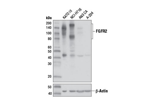 Western blot analysis of extracts from various cell lines using FGF Receptor 2 (D4H9) Rabbit mAb (upper) or β-Actin (D6A8) Rabbit mAb #8457 (lower).
