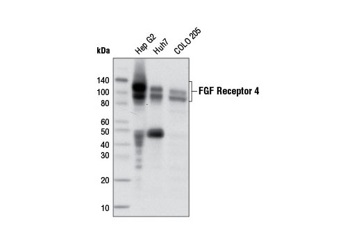 Western blot analysis of extracts from various cell lines using FGF Receptor 4 (D3B12) XP ® Rabbit mAb. (Lower molecular weight degradation products of FGF receptor 4 are present in some cell lines.)