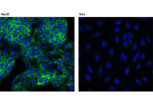 Confocal immunofluorescent analysis of Hep G2 (left) and HeLa (right) cells using FGF Receptor 4 (D3B12) XP ® Rabbit mAb (green). Blue pseudocolor = DRAQ5 ® #4084 (fluorescent DNA dye).