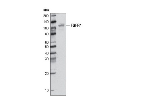 Western blot analysis of extracts from Hep G2 cells using FGF Receptor 4 Antibody.