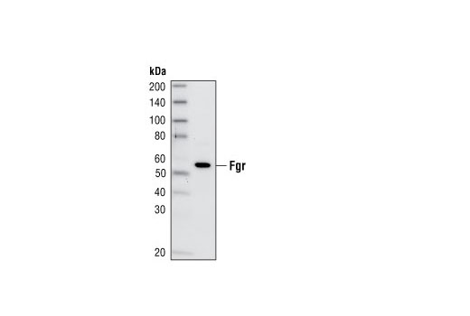 Western blot analysis of Raji cell lysate, using Fgr Antibody.