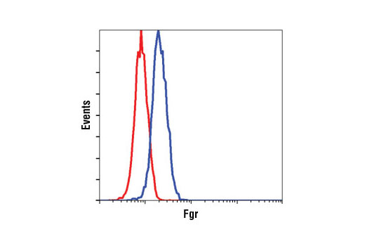 Flow cytometric analysis of Raji cells, using Fgr Antibody (blue) compared to a nonspecific negative control antibody (red).