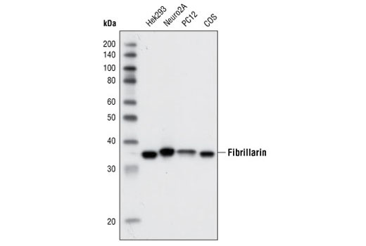 Western blot analysis of extracts from various cell types using Fibrillarin (C13C3) Antibody.