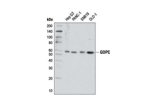 Western blot analysis of extracts from various cell lines using GOPC (D10A12) Rabbit mAb.