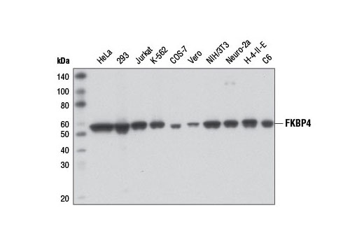 Western blot analysis of extracts from various cell lines using FKBP4 Antibody.