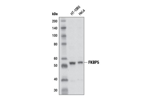 Western blot analysis of extracts from HT-1080 and HeLa cells using FKBP5 (D5G2) Rabbit mAb.
