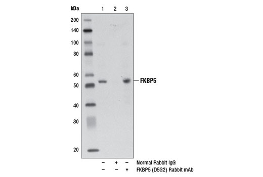 Immunoprecipitation of FKBP5 from HT-1080 cell extracts, using Normal Rabbit IgG #2729 (lane 2) or FKBP5 (D5G2) Rabbit mAb (lane 3). Lane 1 is 10% input. Western blot analysis was performed using FKBP5 (D5G2) Rabbit mAb.