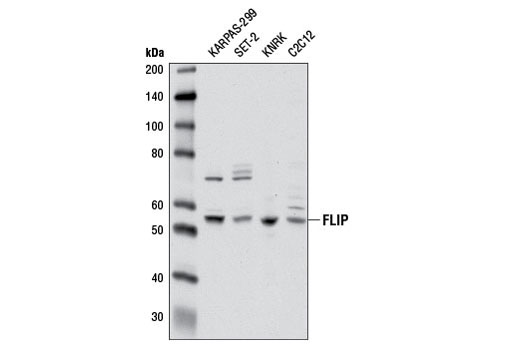 Western blot analysis of extracts from various cell lines using FLIP (D16A8) Rabbit mAb.
