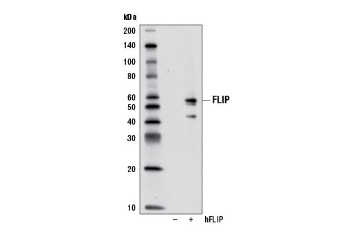 Western blot analysis of extracts from 293T cells, mock transfected (-) or transfected with human FLIP (hFLIP, +), using FLIP (D16A8) Rabbit mAb.