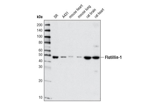 Western blot analysis of extracts from various cell lines and tissues using Flotillin-1 Antibody.