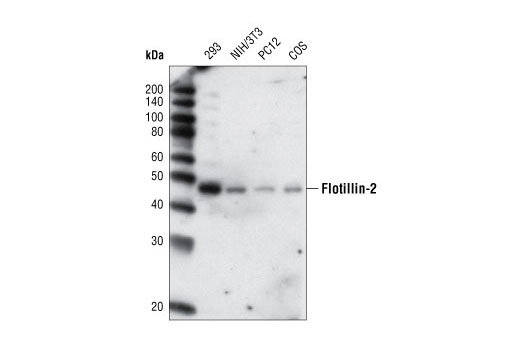 Western blot analysis of extracts from various cell types using Flotillin-2 (L294) Antibody.