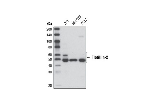 Western blot analysis of extracts from various cell lines using Flotillin-2 (C42A3) Rabbit mAb.
