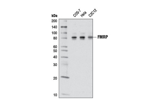 Western blot analysis of extracts from various cell lines using FMRP (D14F4) Rabbit mAb.