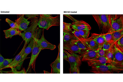 Confocal immunofluorescent analysis of C2C12 cells, untreated (left) or treated with MG132 (10 μg/mL, 3 hrs; right), using FMRP (D14F4) Rabbit mAb (green). Actin filaments were labeled with DY-554 phalloidin (red). Blue pseudocolor = DRAQ5 ® #4084 (fluorescent DNA dye).