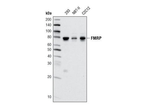 Western blot analysis of extracts from various cell lines using FMRP Antibody.