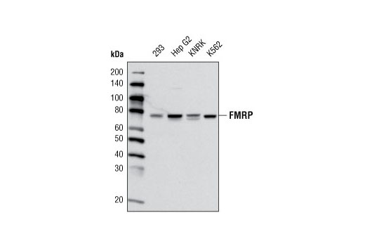 Western blot analysis of extracts from various cell lines using FMRP (G468) Antibody.