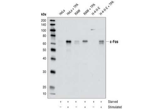 Western blot analysis of extracts from HeLa, RAW, and H-4-IIE cells serum-starved overnight and TPA-stimulated for 4 hours, using c-Fos Antibody.