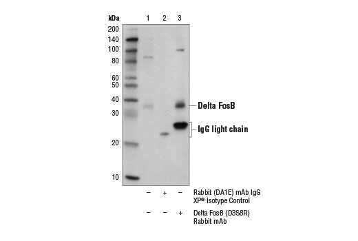 Immunoprecipitation of delta FosB from serum-activated NIH/3T3 cell extracts using Rabbit (DA1E) mAb IgG XP ® Isotype Control #3900 (lane 2) or Delta FosB (D3S8R) Rabbit mAb (lane 3). Lane 1 is 10% input. Western blot analysis was performed using Delta FosB (D3S8R) Rabbit mAb.