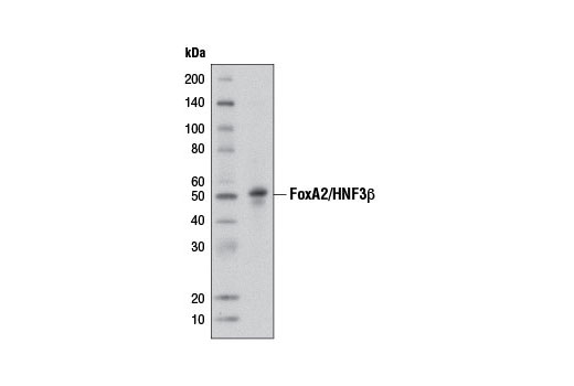 Western blot analysis of extracts from Hep G2 cells using FoxA2/HNF3β (D56D6) XP ® Rabbit mAb.