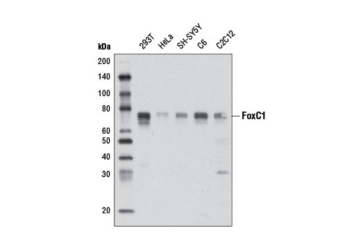 Western blot analysis of extracts from various cell lines using FoxC1 (D8A6) Rabbit mAb.